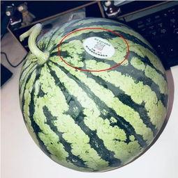 山西网红吃瓜,揭秘当地美食背后的故事