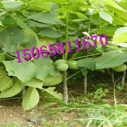 碧根果种植爆料视频教程,视频教程带你轻松入门