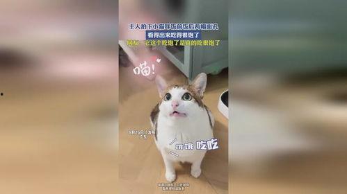 娱乐吃瓜小猫咪视频下载,揭秘热门娱乐视频幕后下载攻略 第2张 娱乐吃瓜小猫咪视频下载,揭秘热门娱乐视频幕后下载攻略 第2张