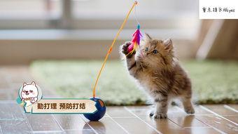 娱乐吃瓜小猫咪视频下载,揭秘热门娱乐视频幕后下载攻略 第3张 娱乐吃瓜小猫咪视频下载,揭秘热门娱乐视频幕后下载攻略 第3张