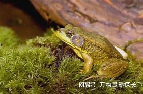 牛蛙爆料五条腿视频,揭秘神秘生物之谜 第2张 牛蛙爆料五条腿视频,揭秘神秘生物之谜 第2张