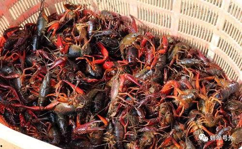 爆料蚌埠龙虾视频,一场视觉与味蕾的双重盛宴 第3张 爆料蚌埠龙虾视频,一场视觉与味蕾的双重盛宴 第3张