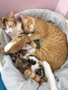 娱乐吃瓜酱猫妈妈,揭秘娱乐圈背后的温馨故事 第3张 娱乐吃瓜酱猫妈妈,揭秘娱乐圈背后的温馨故事 第3张
