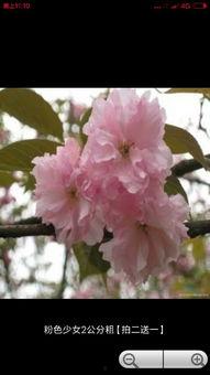 樱花爆料大神视频大全免费观看,免费观看盛宴来袭！