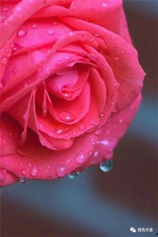 水晶玫瑰最新爆料,明星幕后故事大曝光  第2张