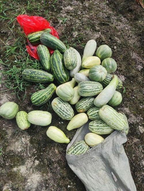 吃瓜免费2023,盘点热门事件与趣味瞬间  第3张