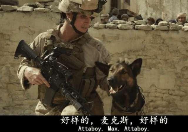 军犬麦克斯1在线观看,忠诚守护，战火中的生死相依  第3张