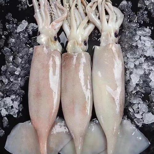 冰鲜大鱿鱼爆料方法视频,轻松解锁美味烹饪秘诀