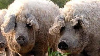 三只羊吞金兽录音爆料视频,神秘事件背后真相曝光 第3张 三只羊吞金兽录音爆料视频,神秘事件背后真相曝光 第3张