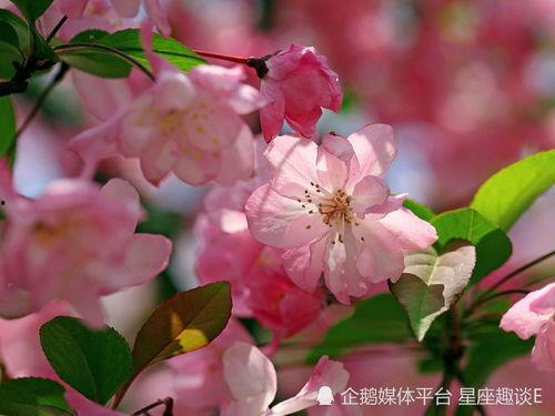 最新爆料小鱼海棠图片