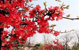 最新爆料小鱼海棠图片  第3张