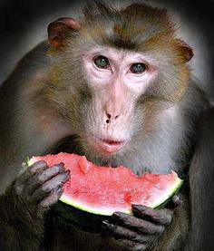 吃瓜大圣全集免费观看,免费畅享奇幻冒险之旅