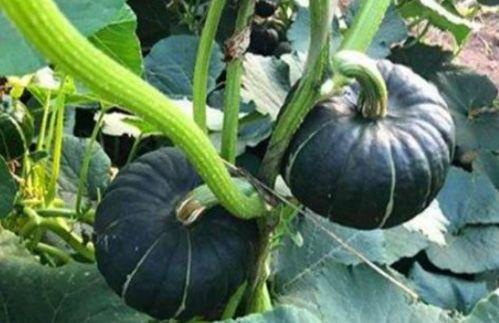 各类网红吃瓜视频大全