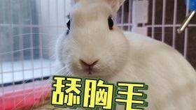 抖音网红小羊吃瓜视频,抖音网红带你揭秘娱乐圈幕后故事  第2张