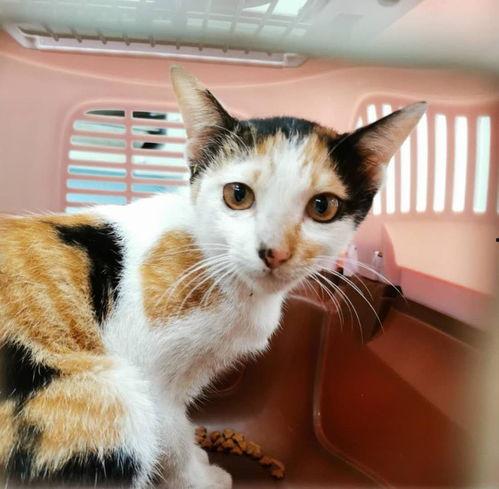 三花与猫猫爆料视频大全