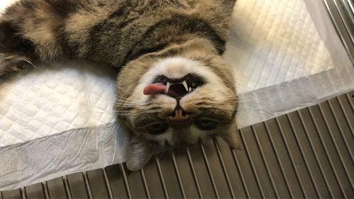 三花与猫猫爆料视频大全  第2张