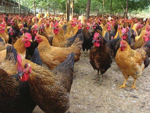 土鸡游戏爆料大全最新视频,最新视频揭秘精彩内容