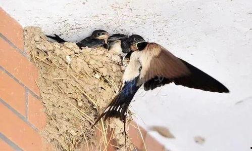 燕子爆料百姓故事视频,百姓生活中的感人故事