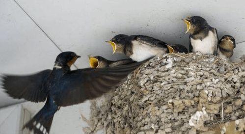 燕子爆料百姓故事视频,百姓生活中的感人故事  第2张