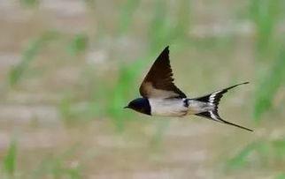 燕子爆料百姓故事视频,百姓生活中的感人故事  第3张