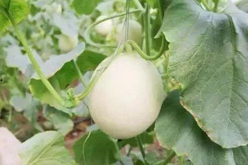 伊犁网红吃瓜事件真相,真相与反思