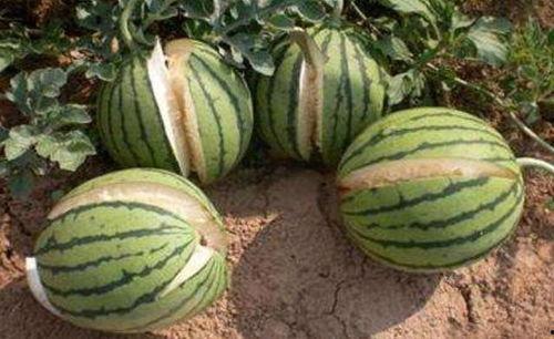 伊犁网红吃瓜事件真相,真相与反思  第3张